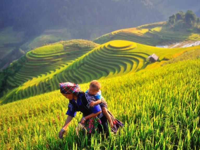 Rice terraces in Sa Pa Town, Lao Cai Province