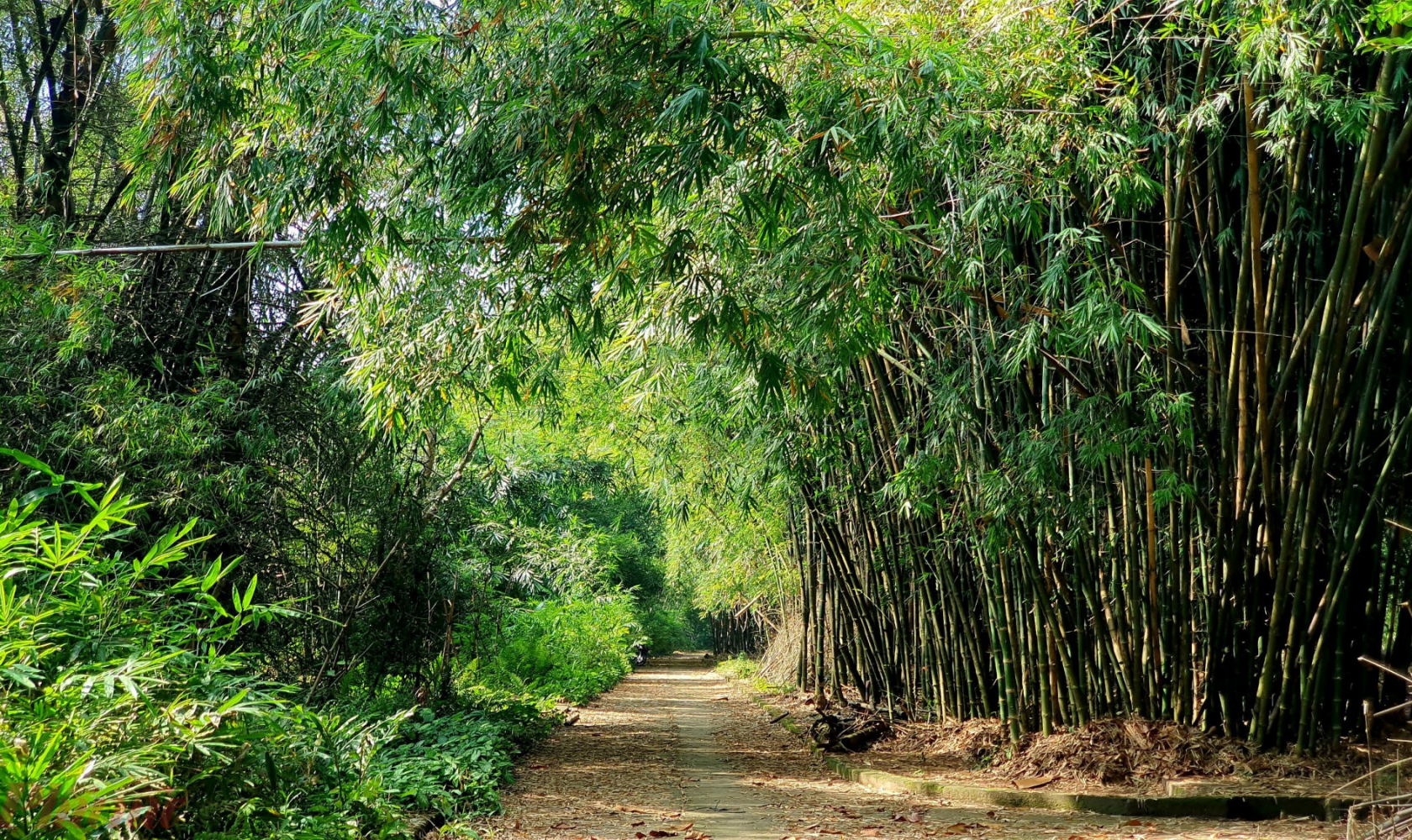 Phu An bamboo village in Binh Duong